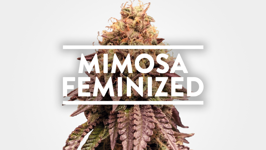 Mimosa⭐︎ Buy Mimosa Cannabis Seeds | MSNL USA
